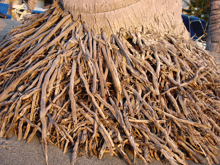 What Do Palm Tree Roots Look Like