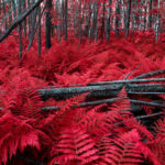 What Does a Red Fern Look Like