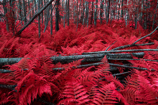 What Does a Red Fern Look Like