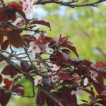 Tree With Red Leaves And Pink Flowers