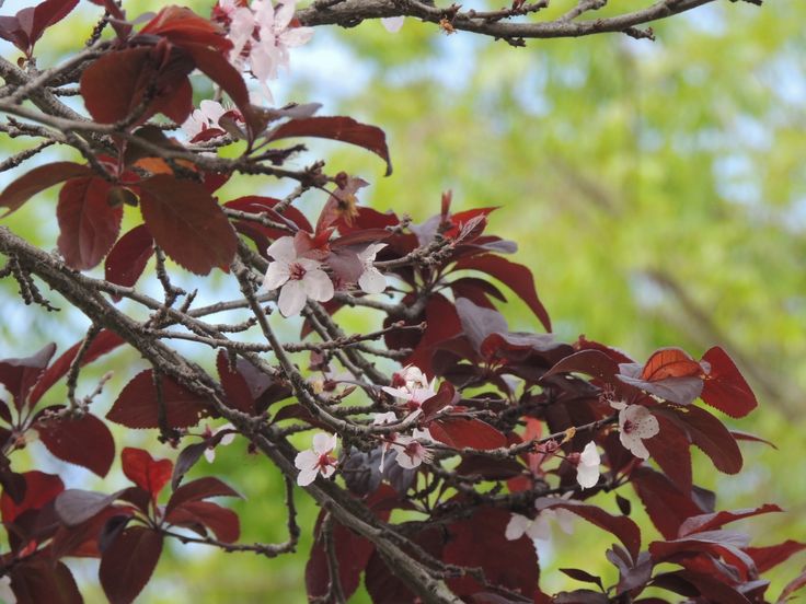 Tree With Red Leaves And Pink Flowers