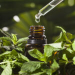 Can You Spray Peppermint Oil On Plants