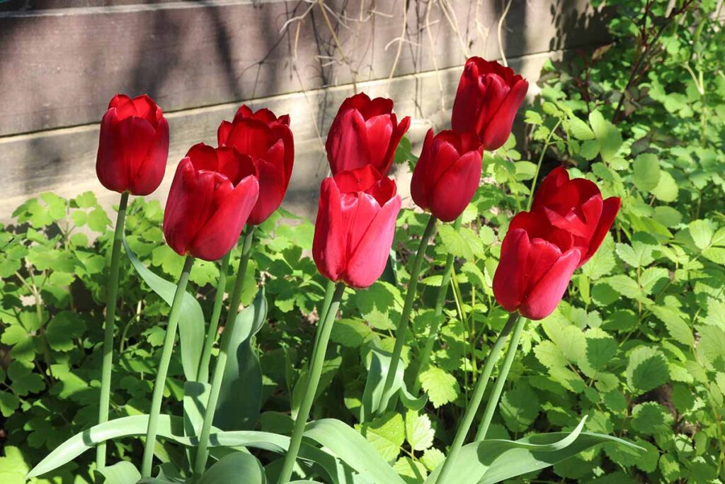 What To Do With Tulips After They Bloom