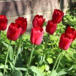 What To Do With Tulips After They Bloom