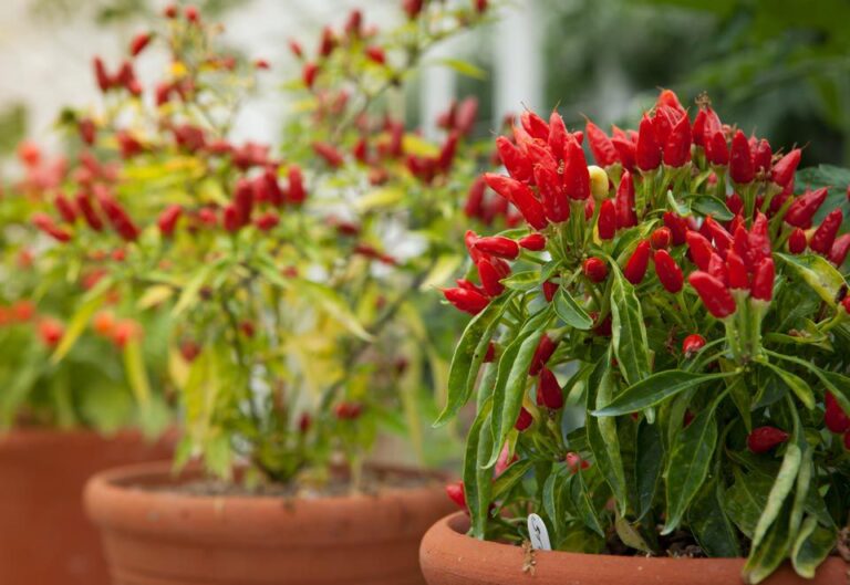 Can You Grow Bell Peppers In a Pot