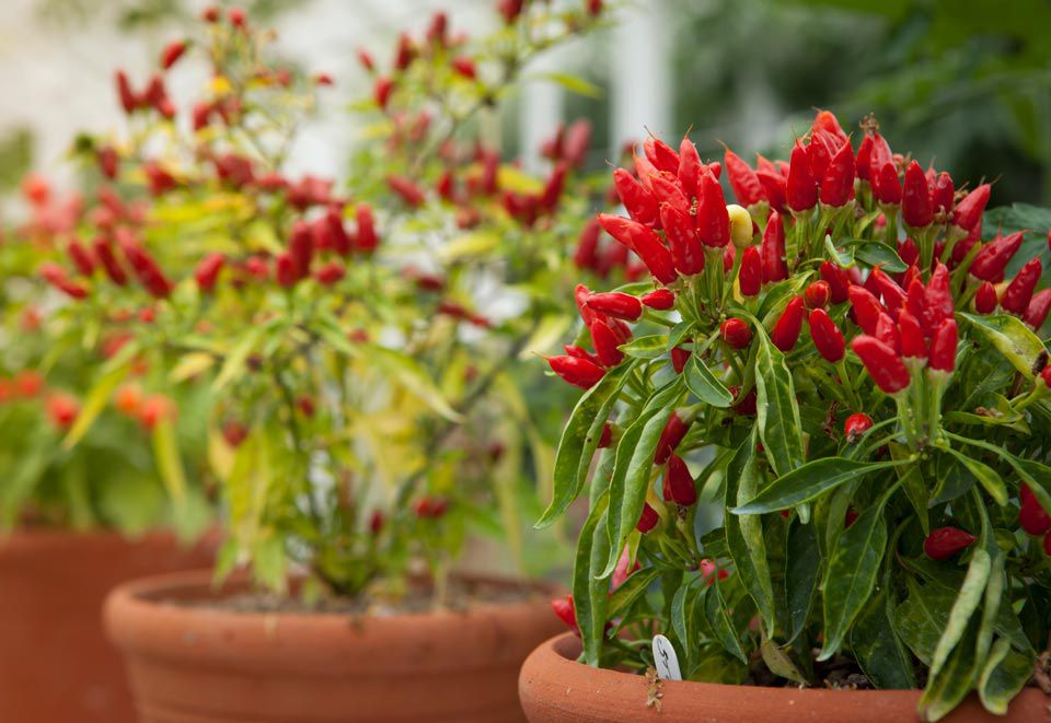 Can You Grow Bell Peppers In a Pot