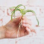 How Long Does It Take a Spider Plant To Grow Babies