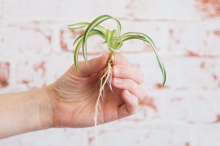 How Long Does It Take a Spider Plant To Grow Babies