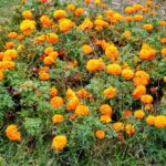 How To Grow Marigold From Dried Flowers