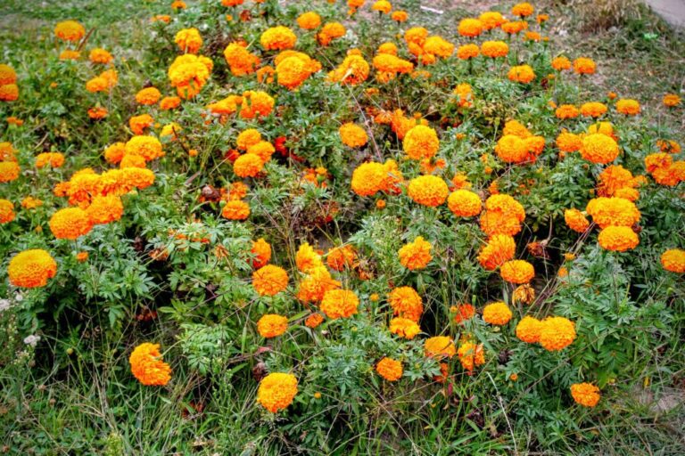 How To Grow Marigold From Dried Flowers