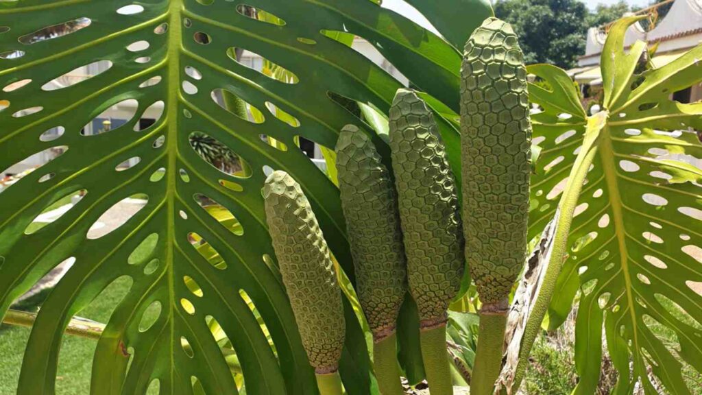 How To Get Monstera To Fruit Indoors