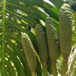 How To Get Monstera To Fruit Indoors