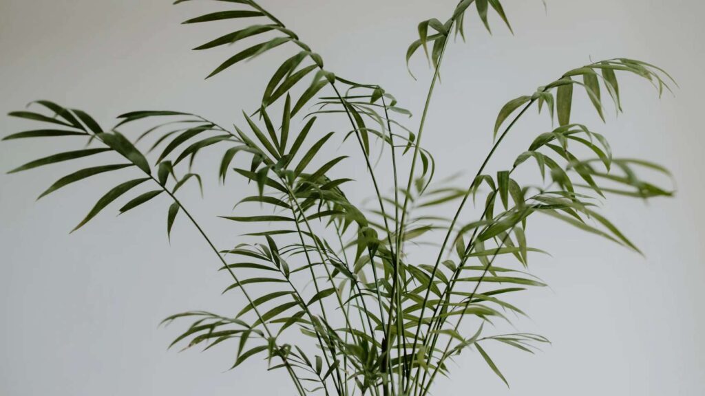 House Plant With Bamboo-Like Stem