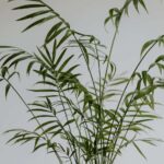 House Plant With Bamboo-Like Stem