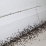 Tiny Black Speck Bugs In Bathroom No Wings