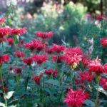 What Not To Plant With Bee Balm