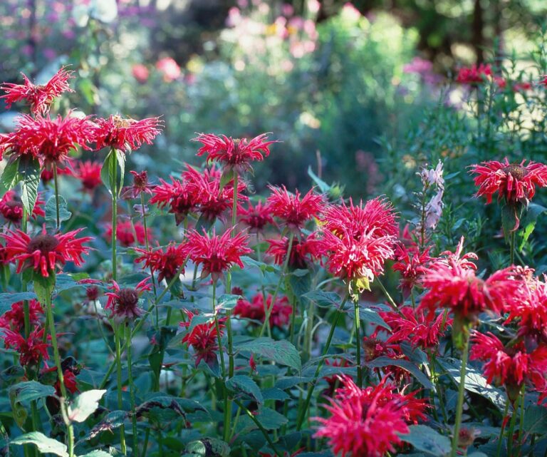 What Not To Plant With Bee Balm