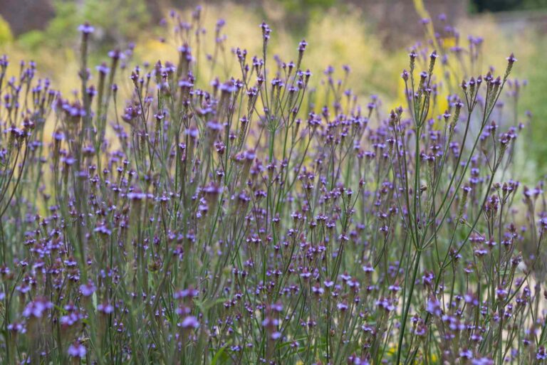 What Are The Tall Weeds With Purple Flowers Called