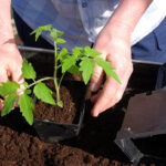 Is Epsom Salt Good For Pepper Plants