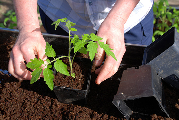 Is Epsom Salt Good For Pepper Plants