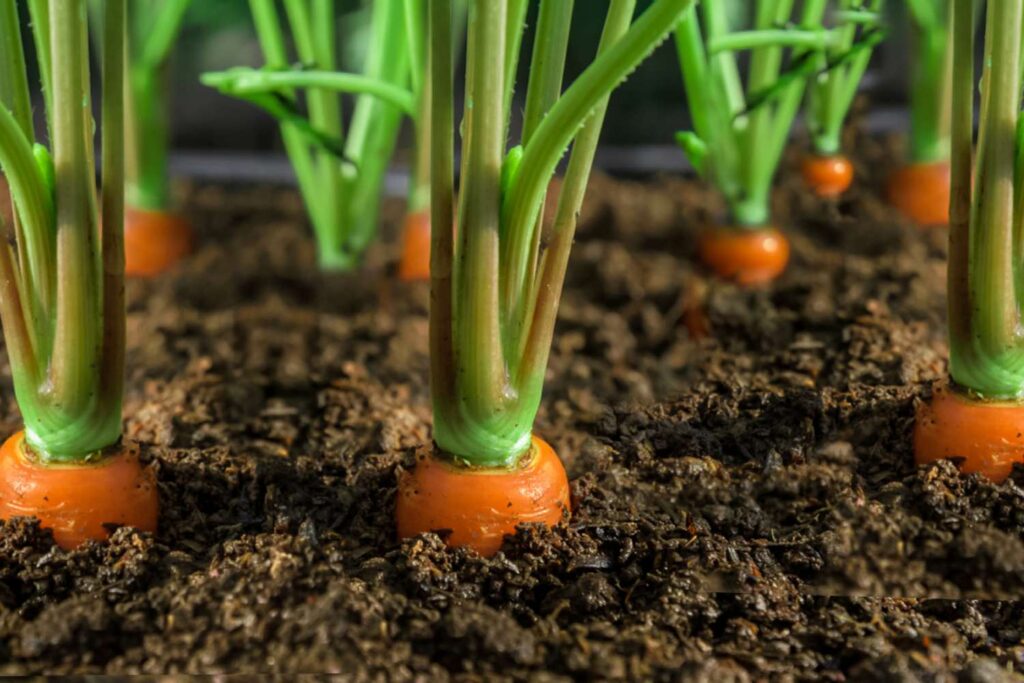 What Does a Carrot Plant Look Like