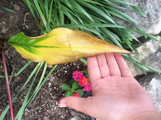 Why Is My Calla Lily Turning Yellow