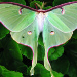 What Does It Mean When You See a Luna Moth