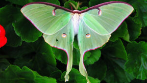 What Does It Mean When You See a Luna Moth