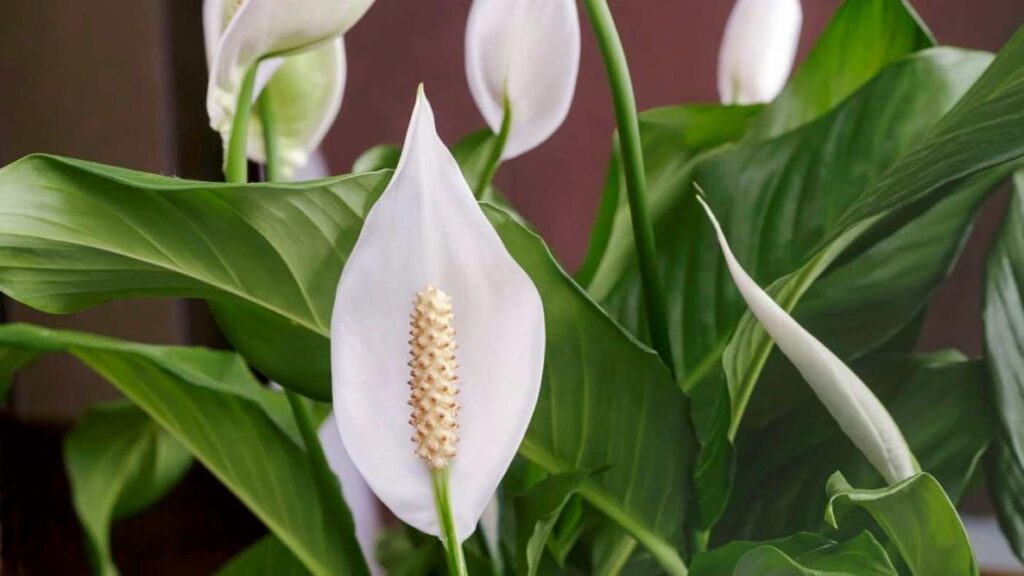 How To Make a Peace Lily Bloom