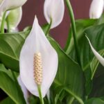 How To Make a Peace Lily Bloom