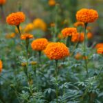 Plant With Clusters Of Small Orange Flowers