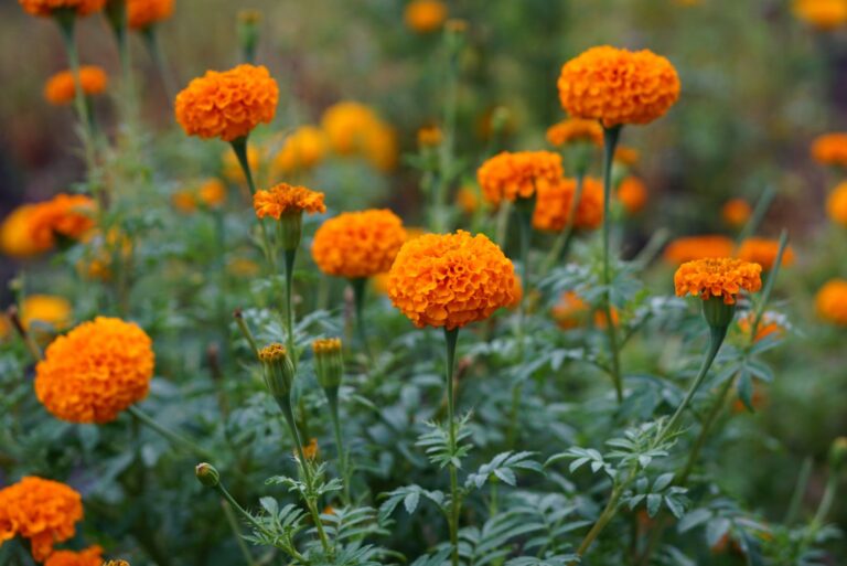 Plant With Clusters Of Small Orange Flowers