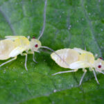 Tiny White Bugs That Look Like Dust On Plants