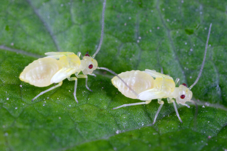 Tiny White Bugs That Look Like Dust On Plants