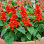 How To Care For Salvias In Pots