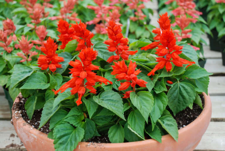 How To Care For Salvias In Pots