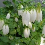 Tall Plant With White Bell-Shaped Flowers