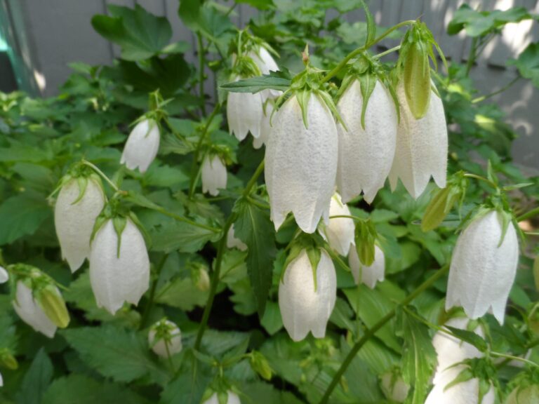 Tall Plant With White Bell-Shaped Flowers